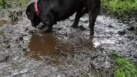 Dog plays in mud puddle in epic slow motion