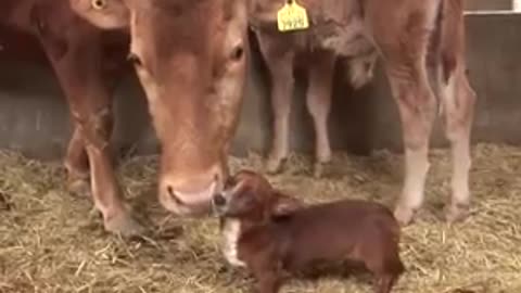 Cucciolo viene separato dalla mucca che lo ha allevato - La reazione è commovent