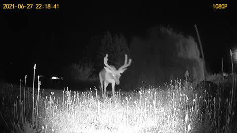 3 deer at night