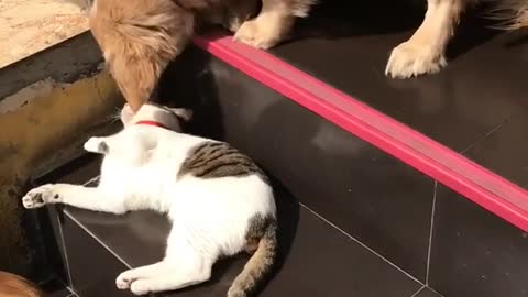 Who ever said cats and dogs don't get along