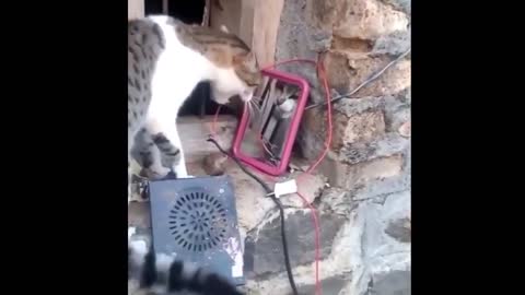 Funny cats and dogs compilation not try to laugh