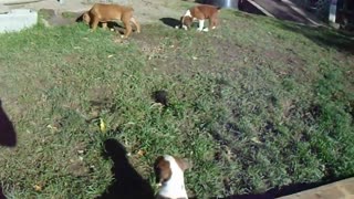 Phoenix Ridge Boxers, Marla's pups playing!