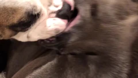 Puppies first kiss doesn’t go as planned...