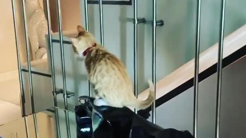 Two cats are fighting inside the house. Funny thing 😁🐱 - satisfying69
