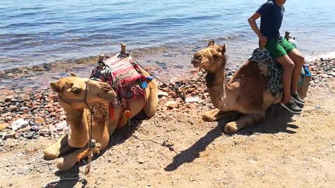 Italian Tourists Camel Ride Dahab Water view