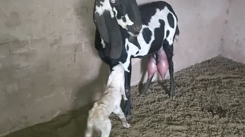 My Goat Gave Birth To Female Baby Goat