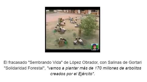 "Sembrando Vida" vil plagio de Solidaridad Forestal de Carlos Salinas de Gortari