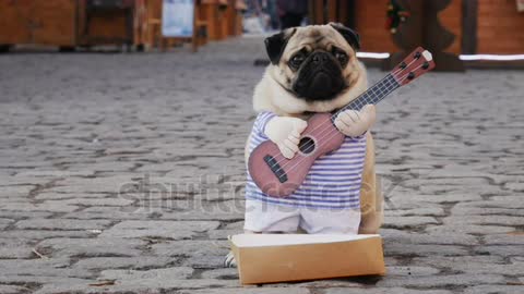 Cute funny pug dog earning with playing music