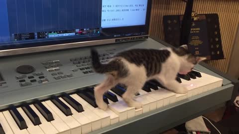 Cats Composing Horror Music