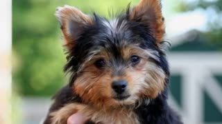 List of Cutest Dogs