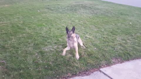 German Shepherd playing ball for a little while anyways