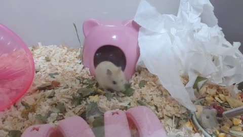 A hamster curious about everything.