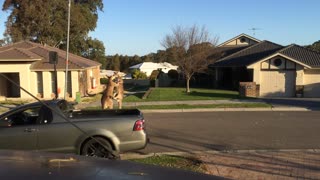 wild kangaroo street fight Aussie style (No Sound)