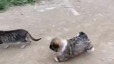 Cute puppy tries to play with a cat who is not interested