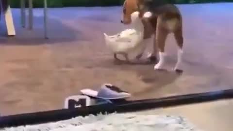 Love between Doggie & Duck