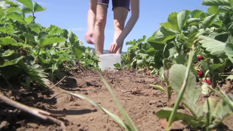 Strawberry picking by girl