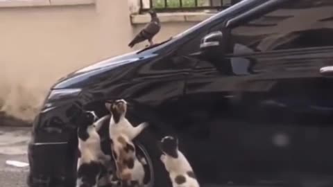 This poor bird is in danger from these 3 cats!