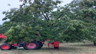 Shaking Ice to Save The Pecan Trees