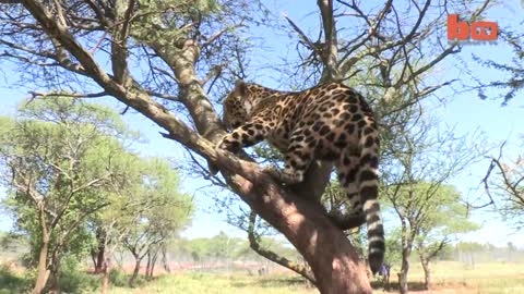 Jaguar And Dog Enjoy Spending Time Together As Best Friends