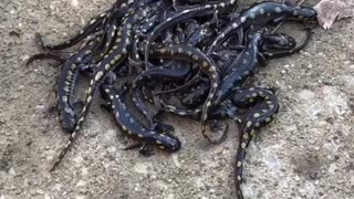 Saving 28 Spotted Salamanders
