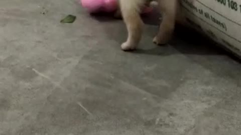 Cute Puppy Cry For Mother