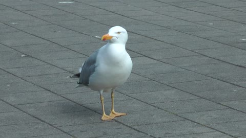 white lost bird on square park