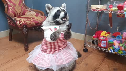 Raccoon wearing a ballerina skirt rubs his paws for treats