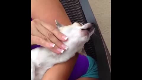 Funny Dog Enjoying Neck Massage