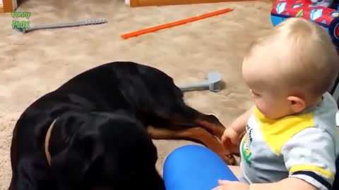 What will happen Animals playing with baby .. watch now