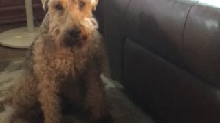 Welsh terrier dog demands attention