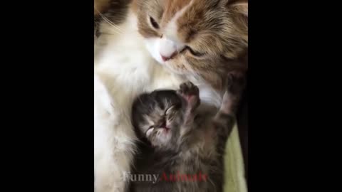 Many cute kittens videos compilation 2021