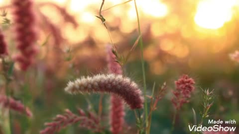 See his window the beautiful grass in its wonderful nature