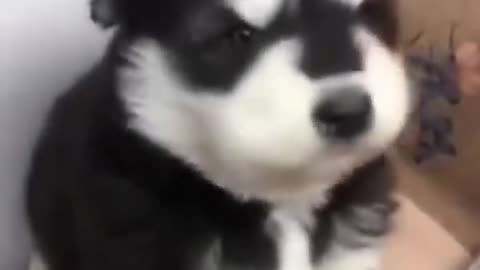 Adorable cute puppies howling puppy husky baby