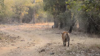 Two Territorial Tigers Come Face to Face