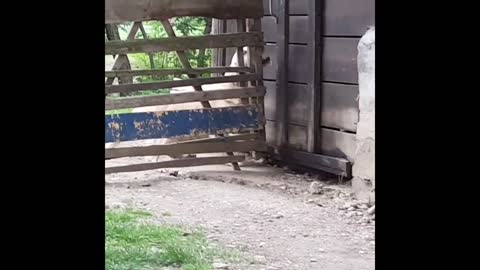 Golden retriever can open every door