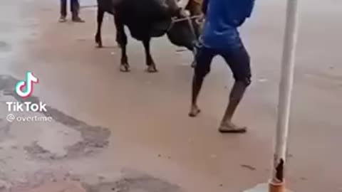 Man wrestles bull and hangs on