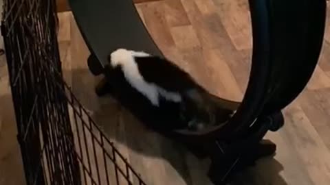 Skunk running one fast cat wheel