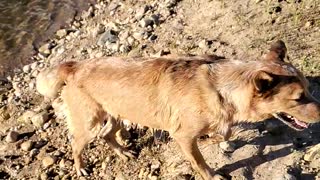 Cattle dog shaking off in slow motion