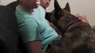 Dog takes cracker right from owner's mouth