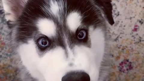 Watermelon is husky puppy's favorite snack