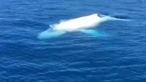 Meet Migaloo, the one and only Albino Humpback Whale