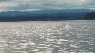 Killer Whales Circle in on Humpback Whales