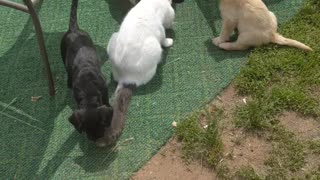 Labradoodles and cat tails