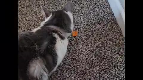 Mr. Rocky The Cat Loves Eating a Cheez-It