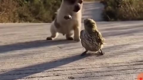 Smart dog and a bird get friendship