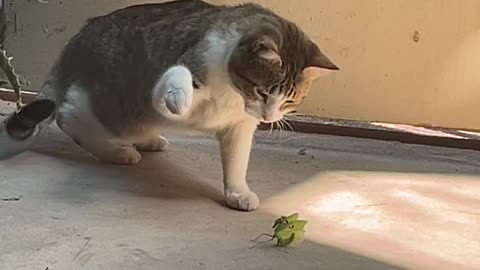 Praying Mantis Picks a Fight With Kitty