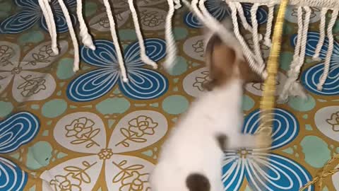 Puppy Teases Snoozing Baby