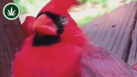 Parrot smokes and loses consciousness