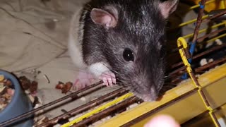 Cute rats in cage