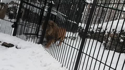 Lion in the biggist zoo park in Russian